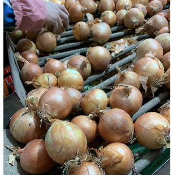 Exportacion de cebolla amarilla fresca a Indonesia